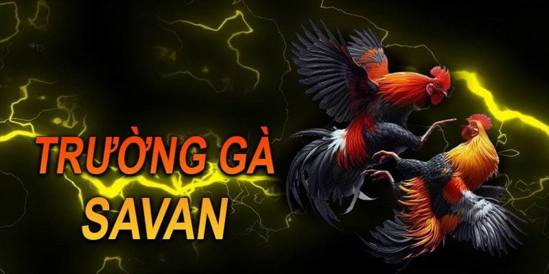 Tổng Quan Về Trường Gà Savan Tại Net88